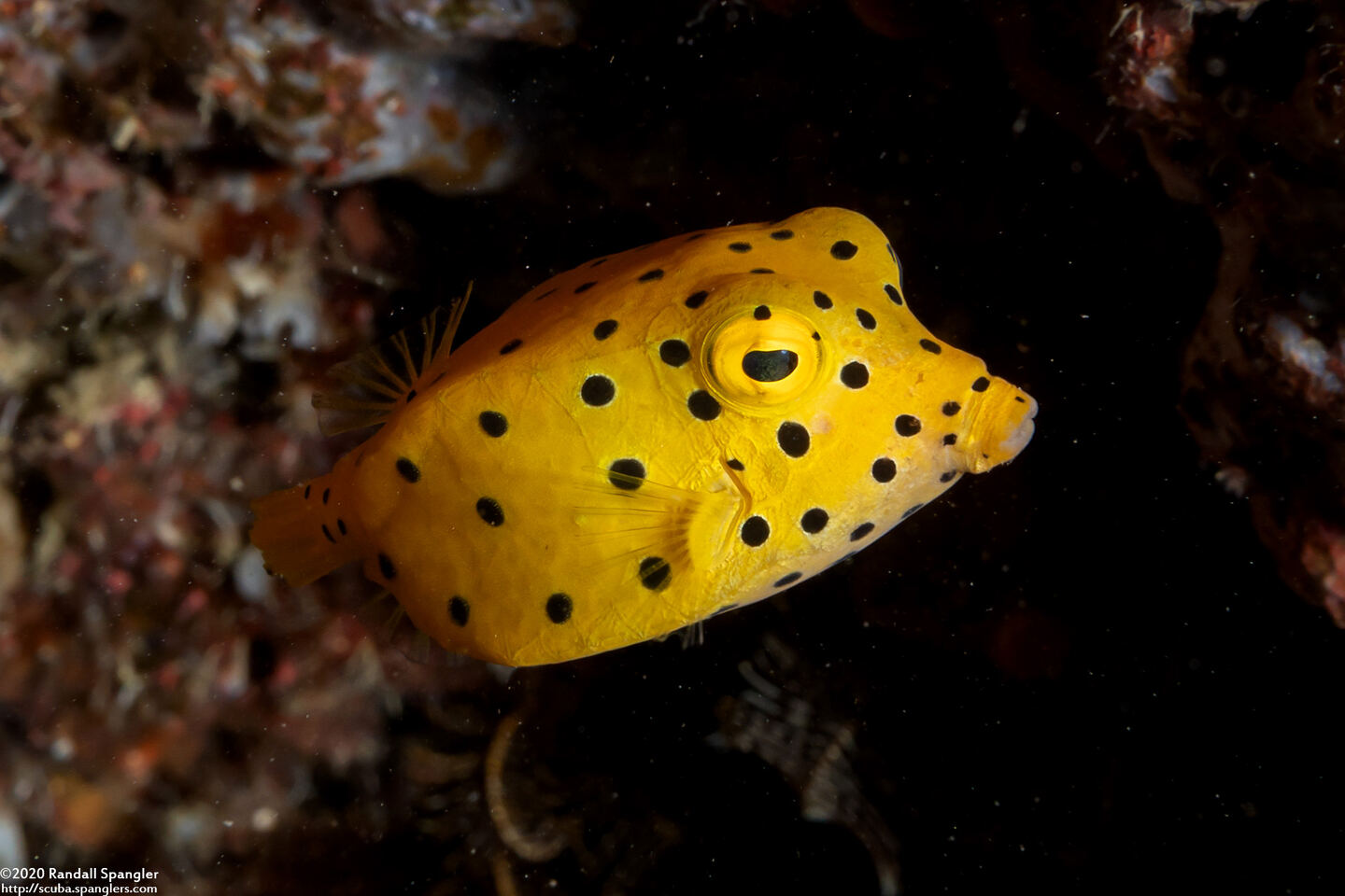Ostracion cubicum (Yellow Boxfish)