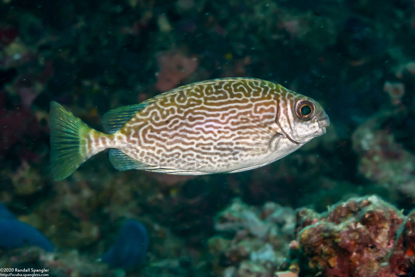 Siganus spinus (Scribbled Rabbitfish)
