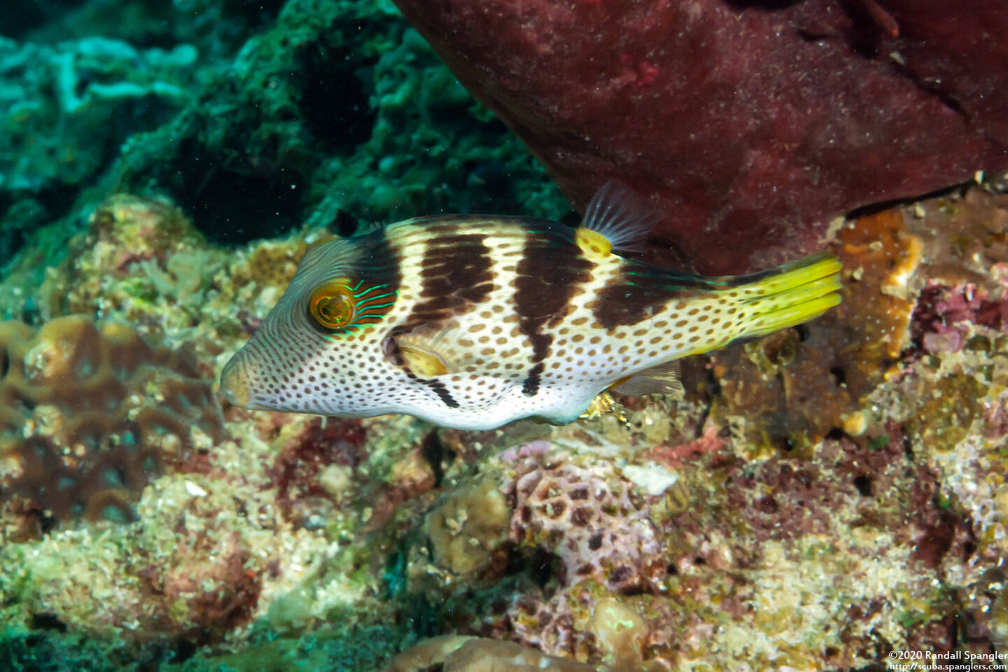 Canthigaster valentini (Black-Saddled Toby)