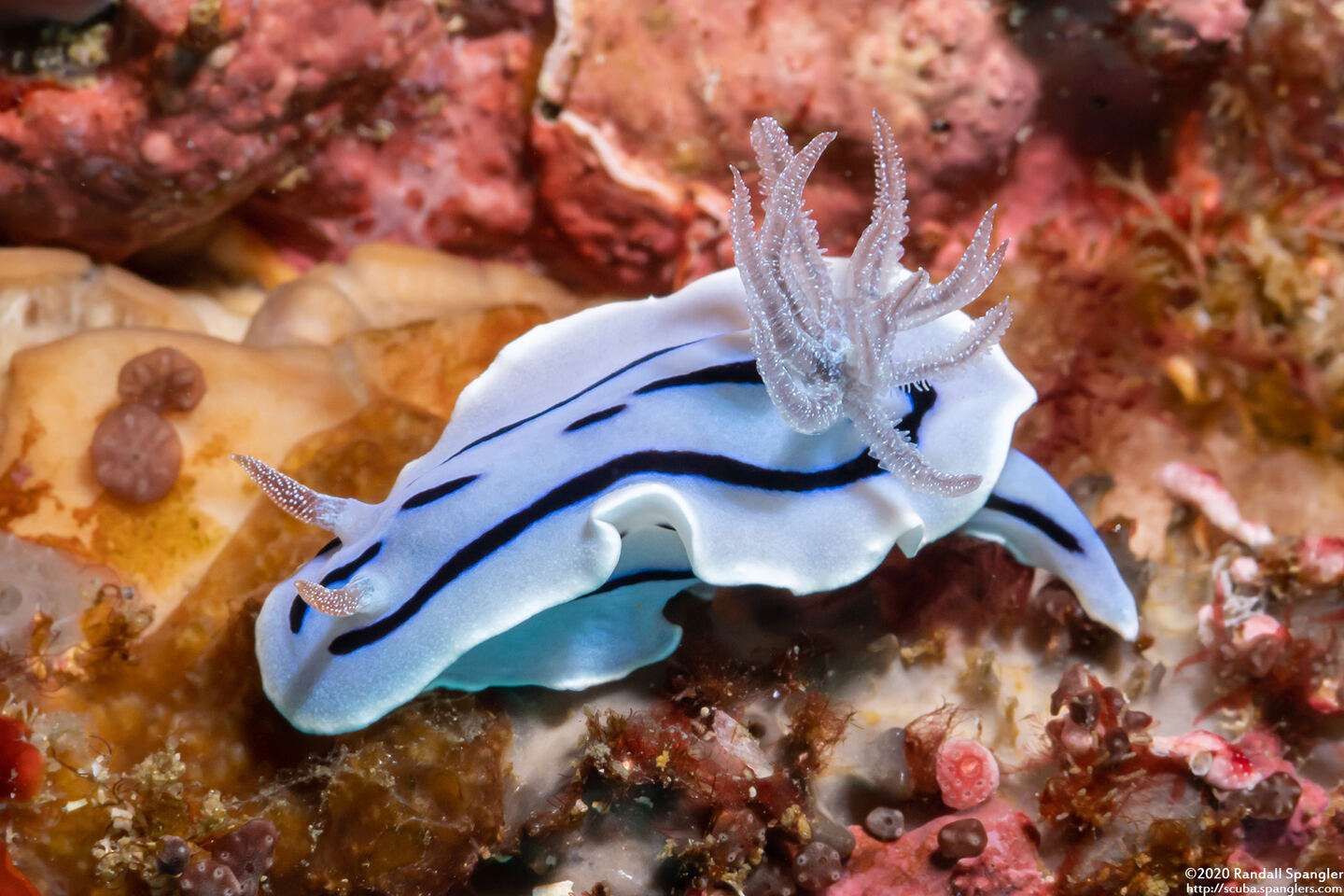 Chromodoris willani (Willan's Chromodoris)