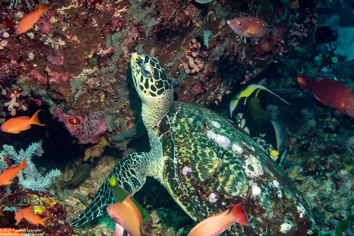 Eretmochelys imbricata (Hawksbill Turtle)