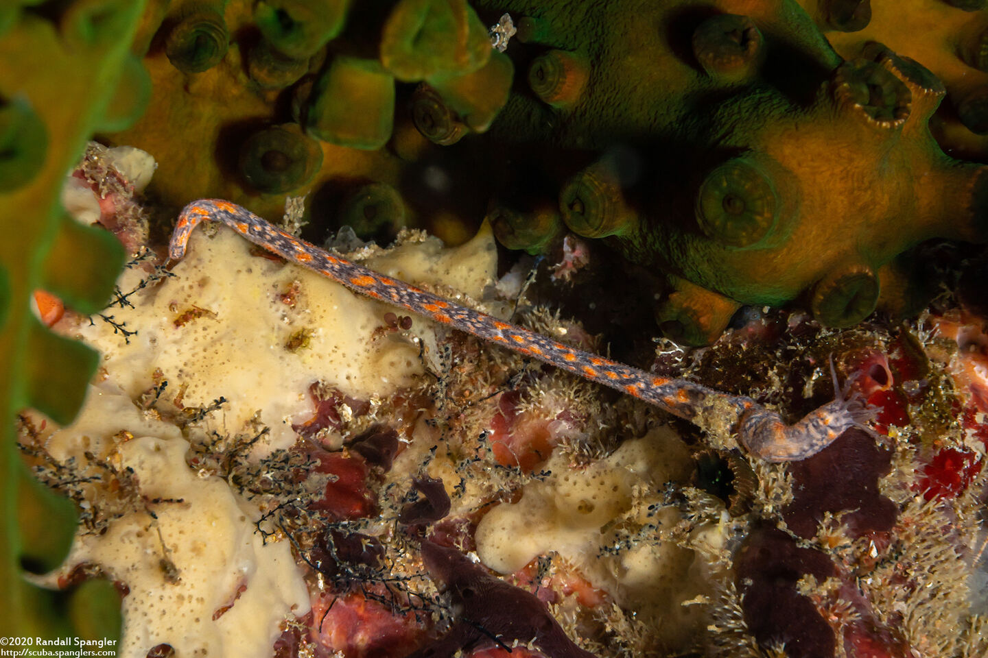 Synaptula sp.4 (Synaptula sp.4)