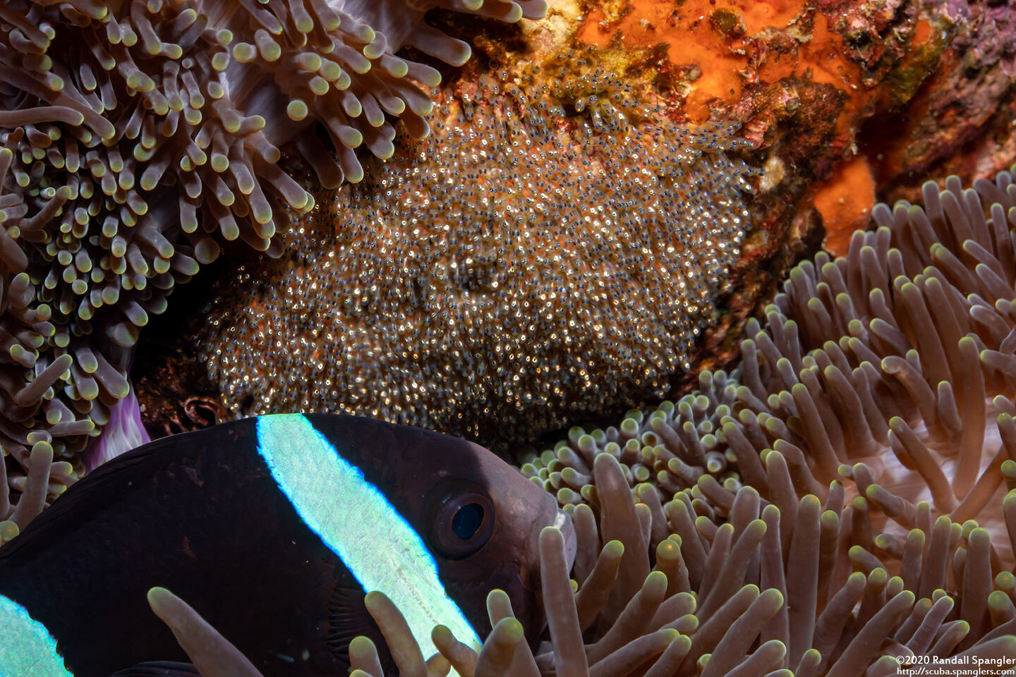 Amphiprion clarkii (Clark's Anemonefish)