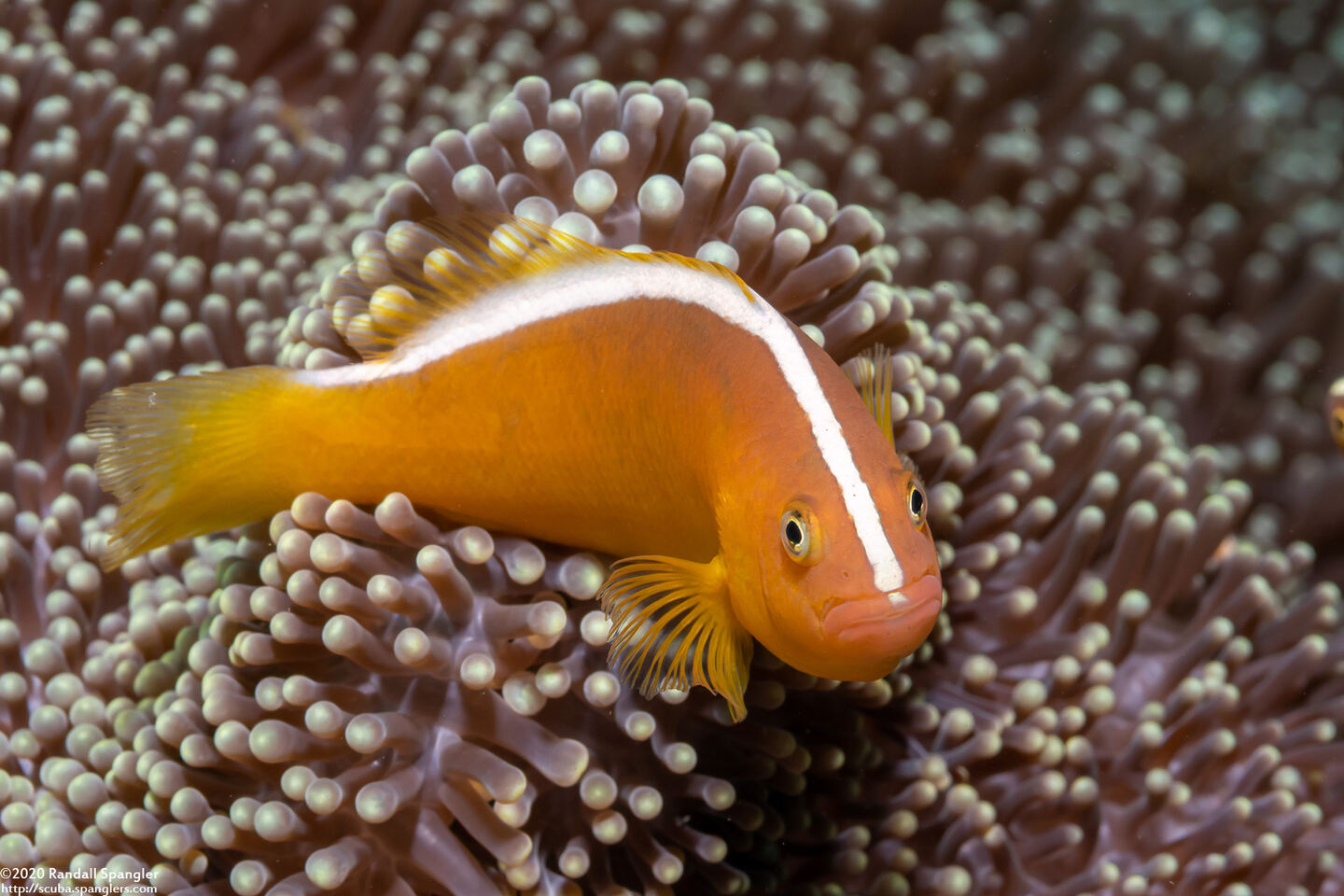 Amphiprion sandaracinos (Orange Anemonefish)