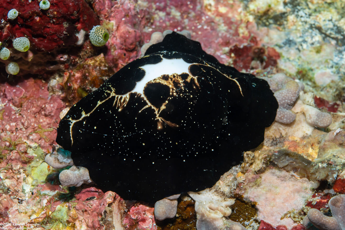 Ovula ovum (Common Egg Cowry)