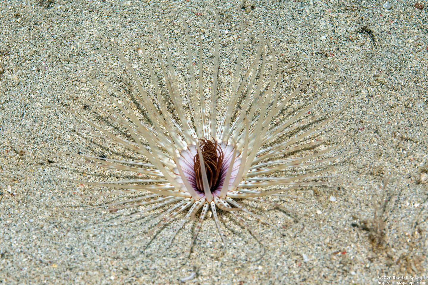 Cerianthus sp.4 (Cerianthus sp.4)