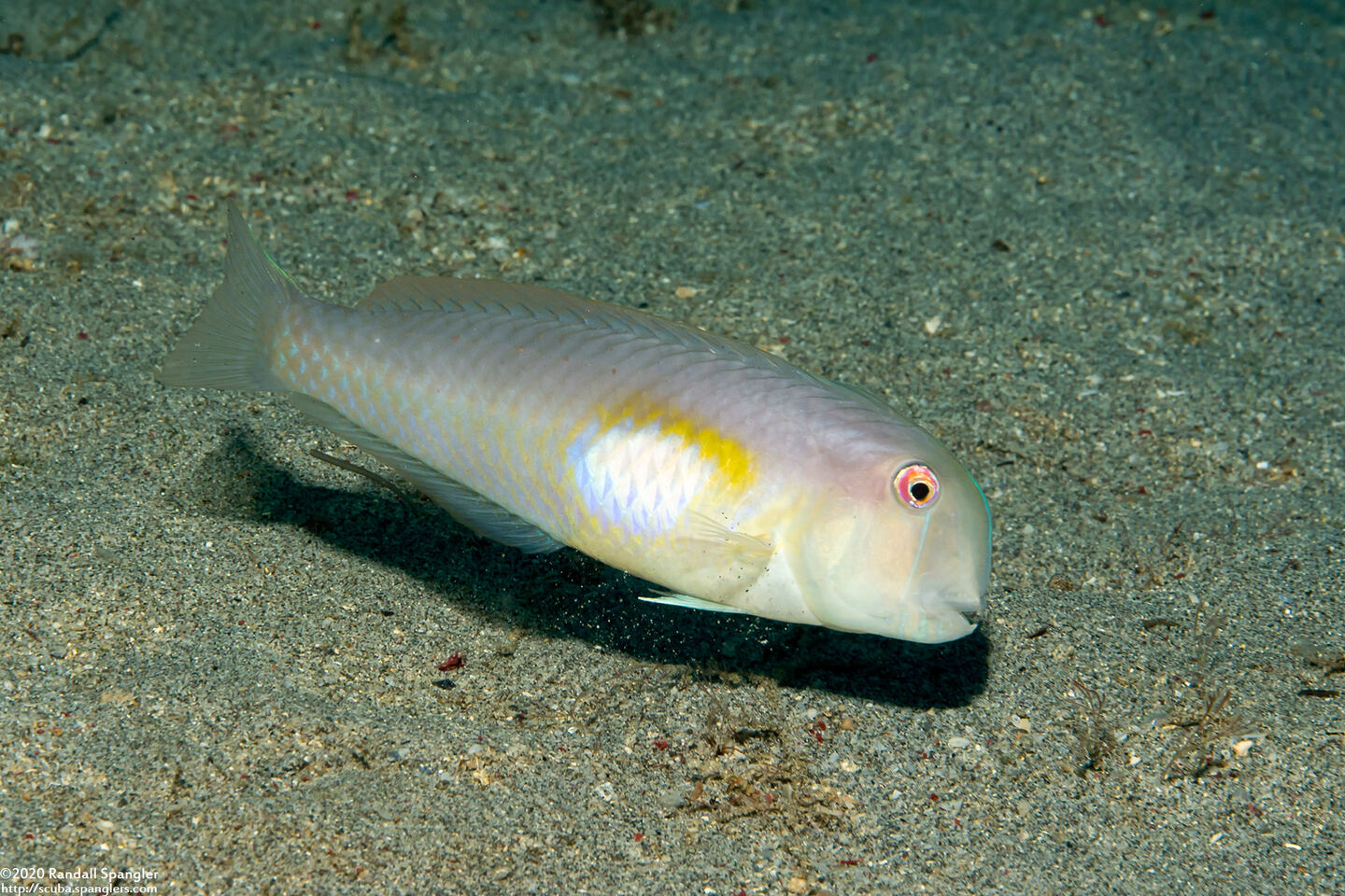 Iniistius melanopus (Finspot Razorfish)