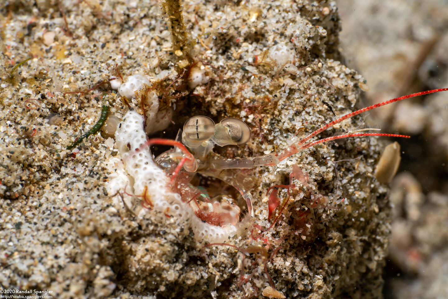 Haptosquilla stoliura (Blue Spot Mantis)