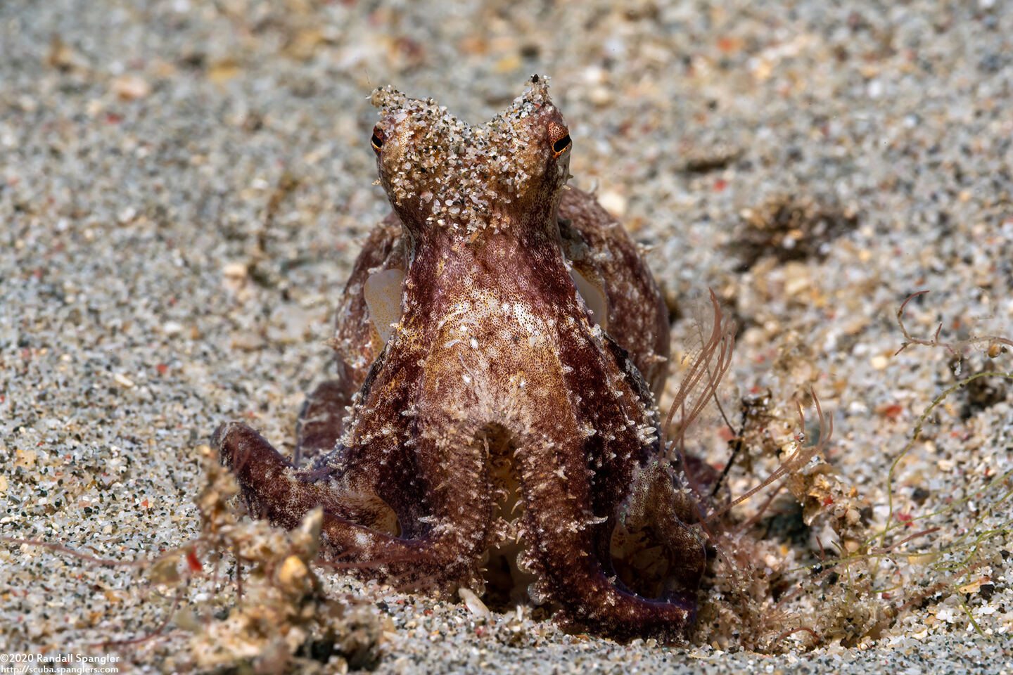 Amphioctopus marginatus (Coconut Octopus)