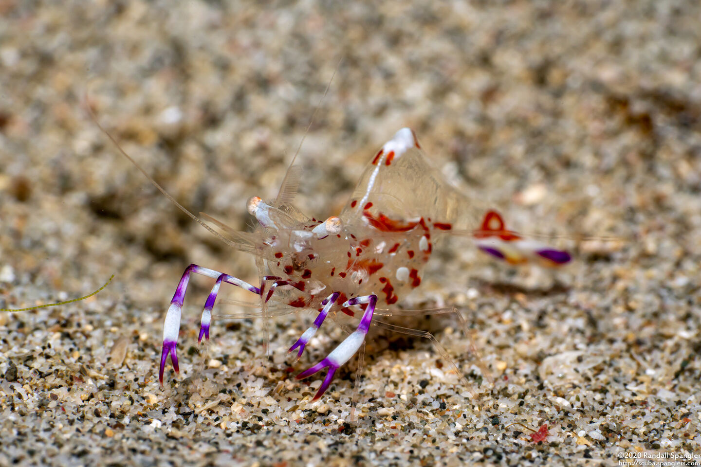 Ancylomenes holthuisi (Holthuis' Anemone Shrimp)
