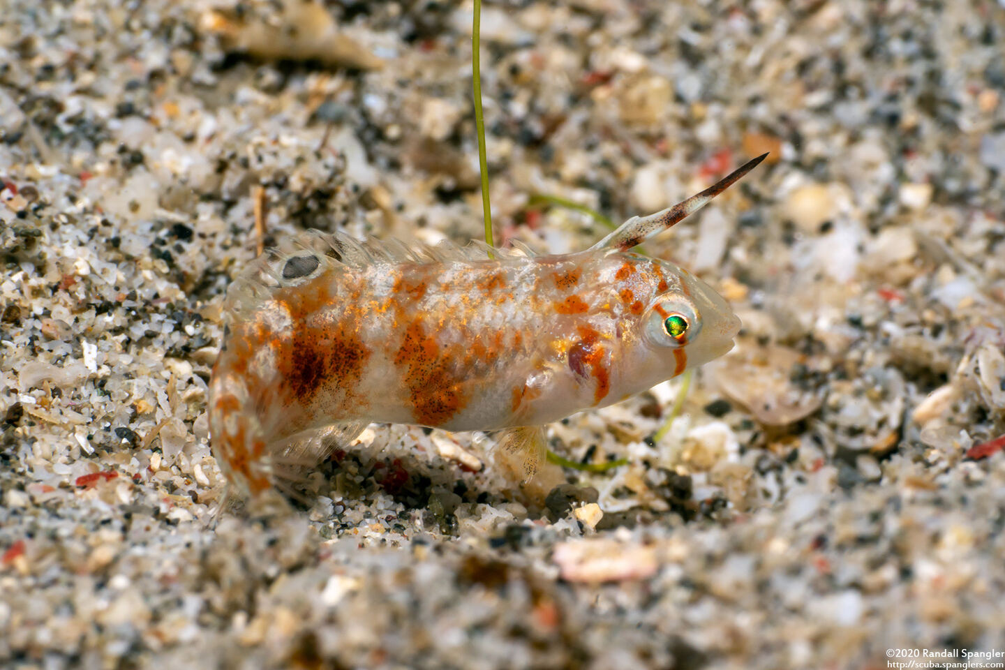 Iniistius aneitensis (Whitepatch Razorfish)