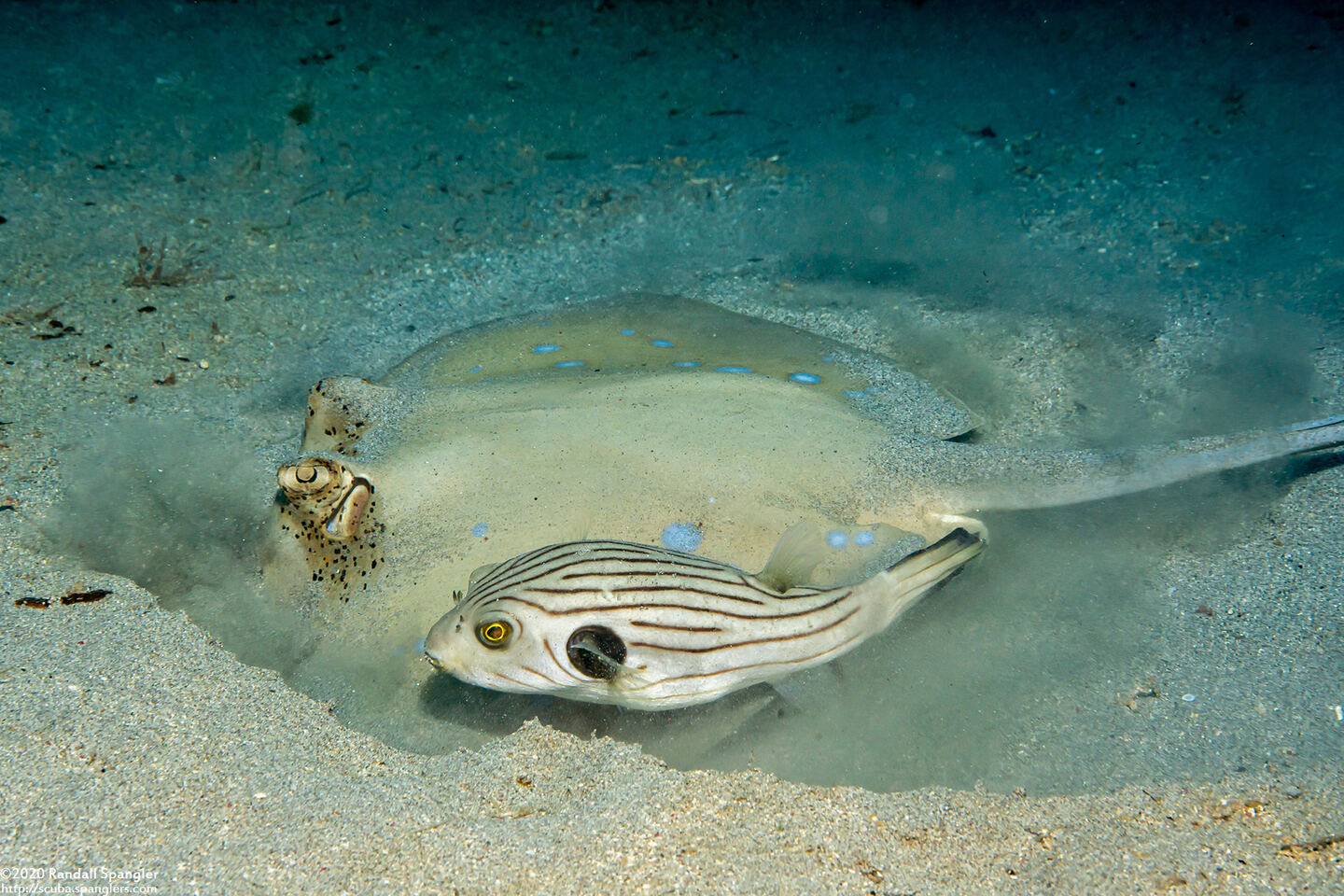 Arothron manilensis (Striped Puffer)