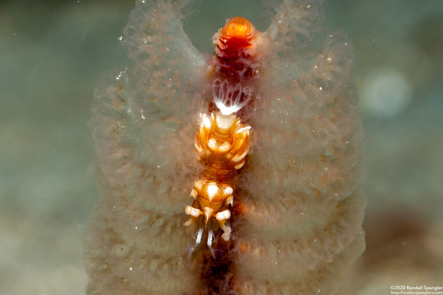 Dasycaris ceratops (Horned Sea Pen Shrimp)