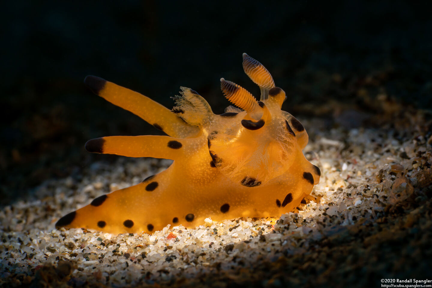 Thecacera sp.1 (Black-Tipped Thecacera)