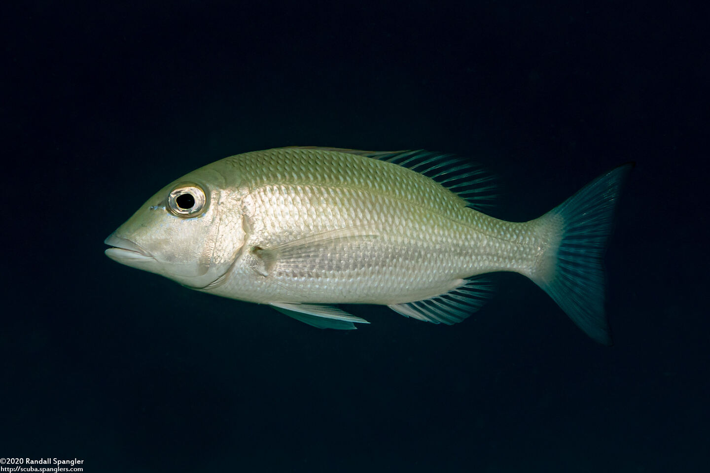 Lethrinus obsoletus (Orange-Striped Emperor)