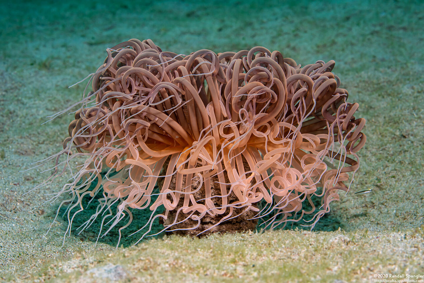 Cerianthus sp.3 (Cerianthus sp.3)