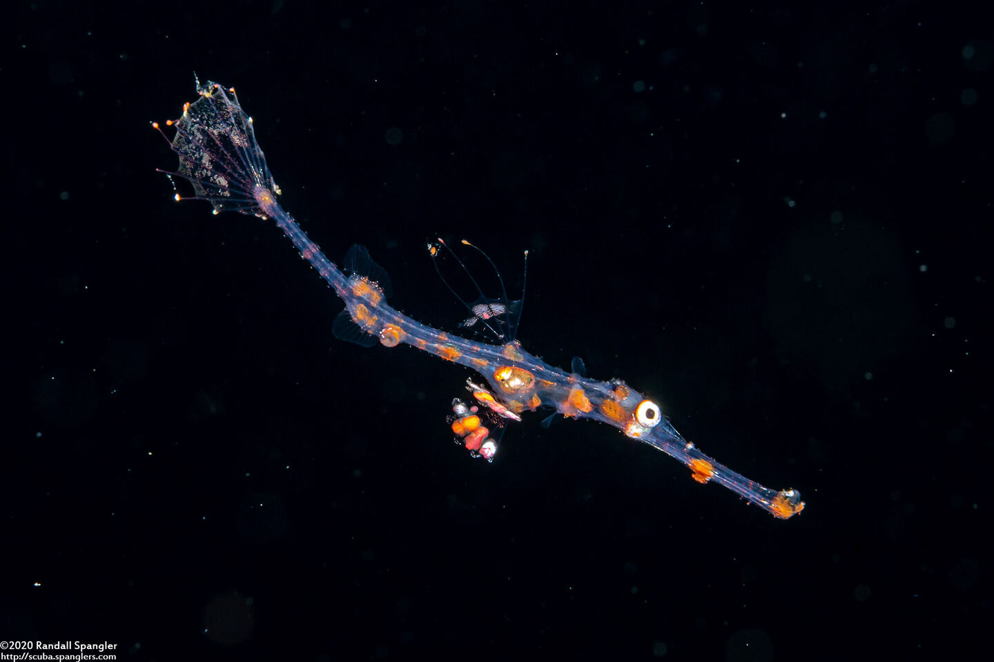 Solenostomus paradoxus (Ornate Ghost Pipefish); Larval ghost pipefish