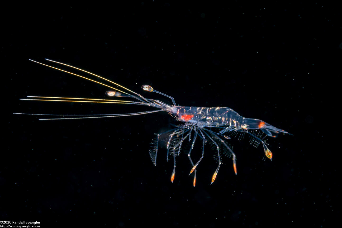 Infraorder Caridea (Larval Shrimp)