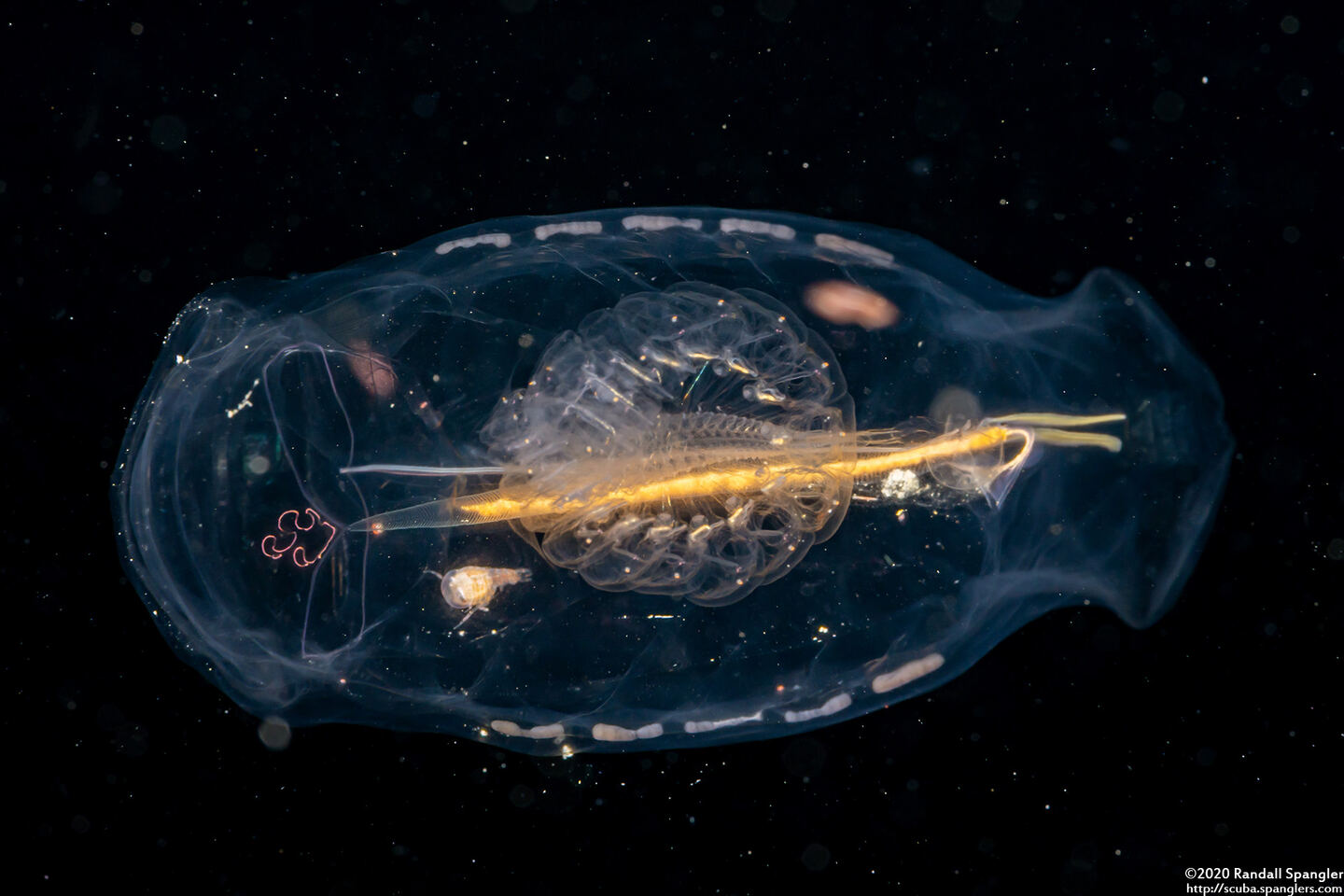 Salpa fusiformis (Common Salp); This one has eaten a cyclosalpa affins tunicate