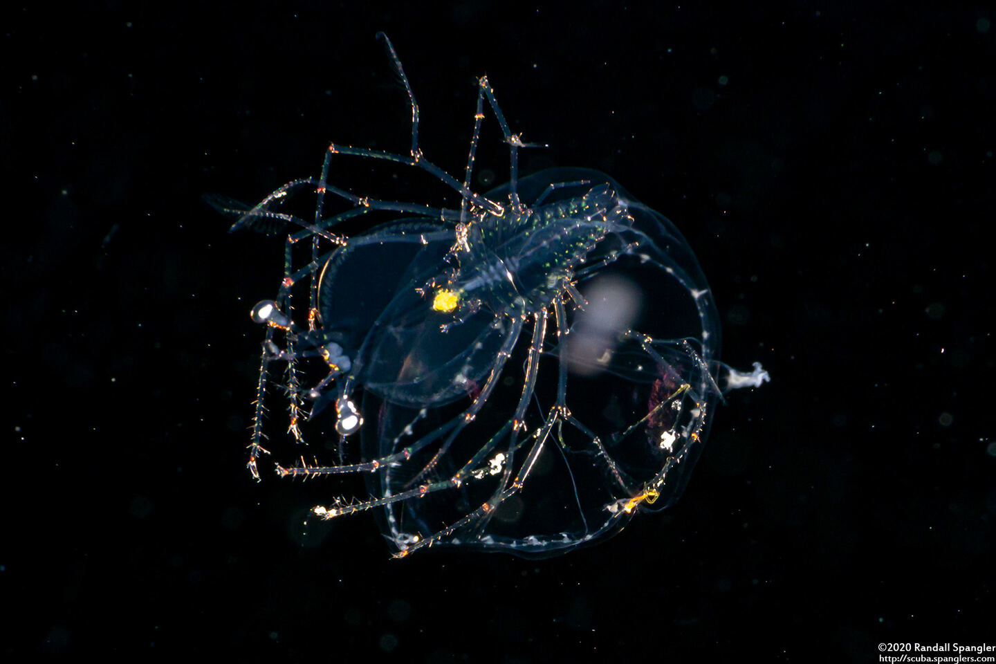 Family Scyllaridae (Slipper Lobster Phyllosoma)