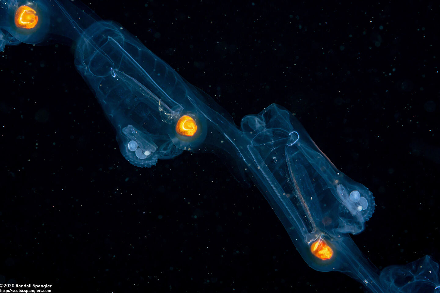 Salpa fusiformis (Common Salp)