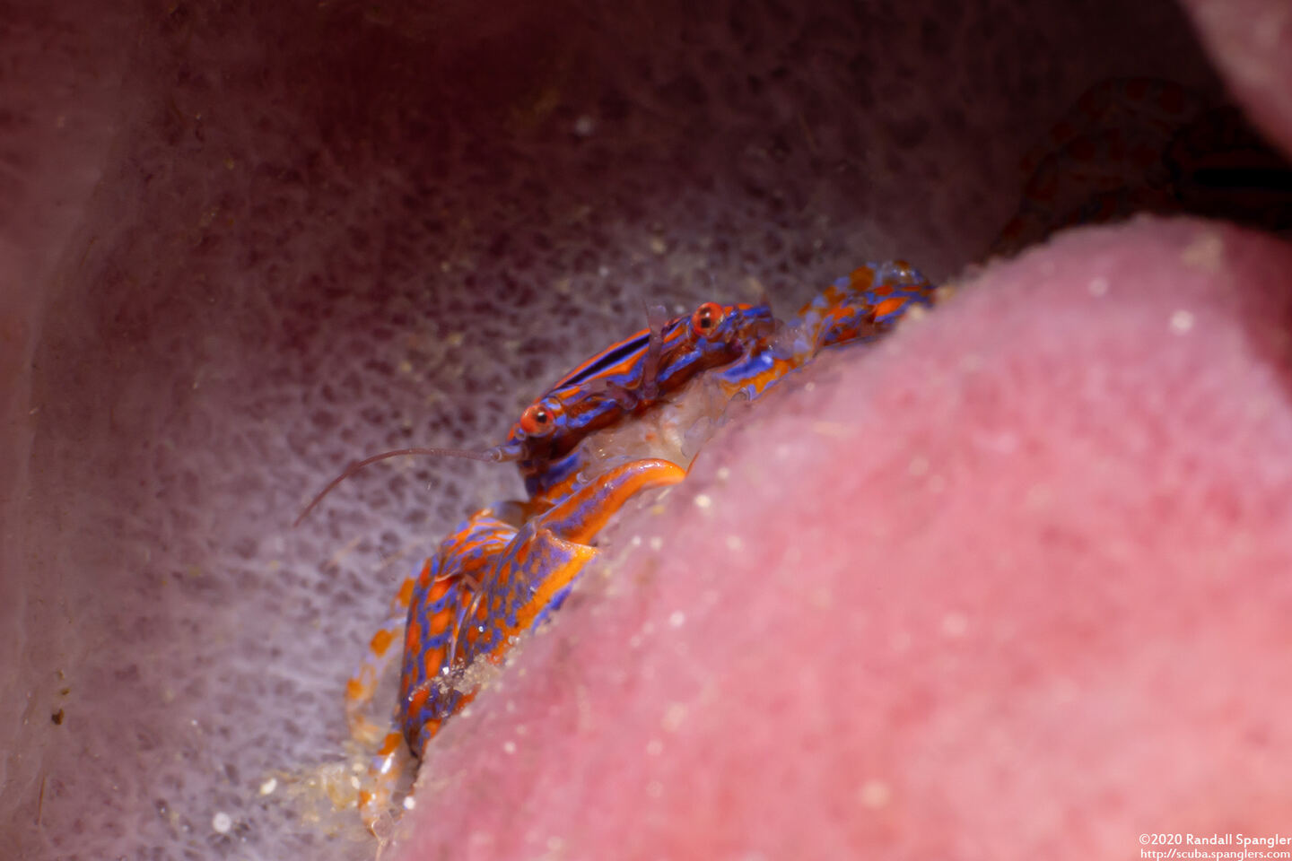 Aliaporcellana spongicola (Porcelain Crab)