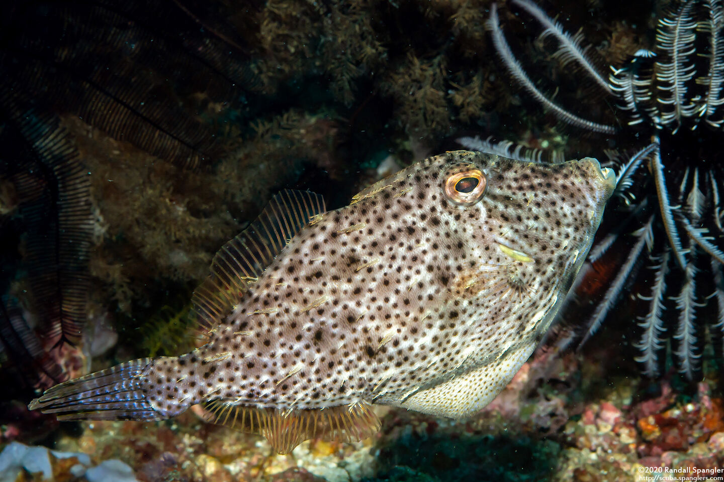 Pseudomonacanthus macrurus (Strapweed Filefish)