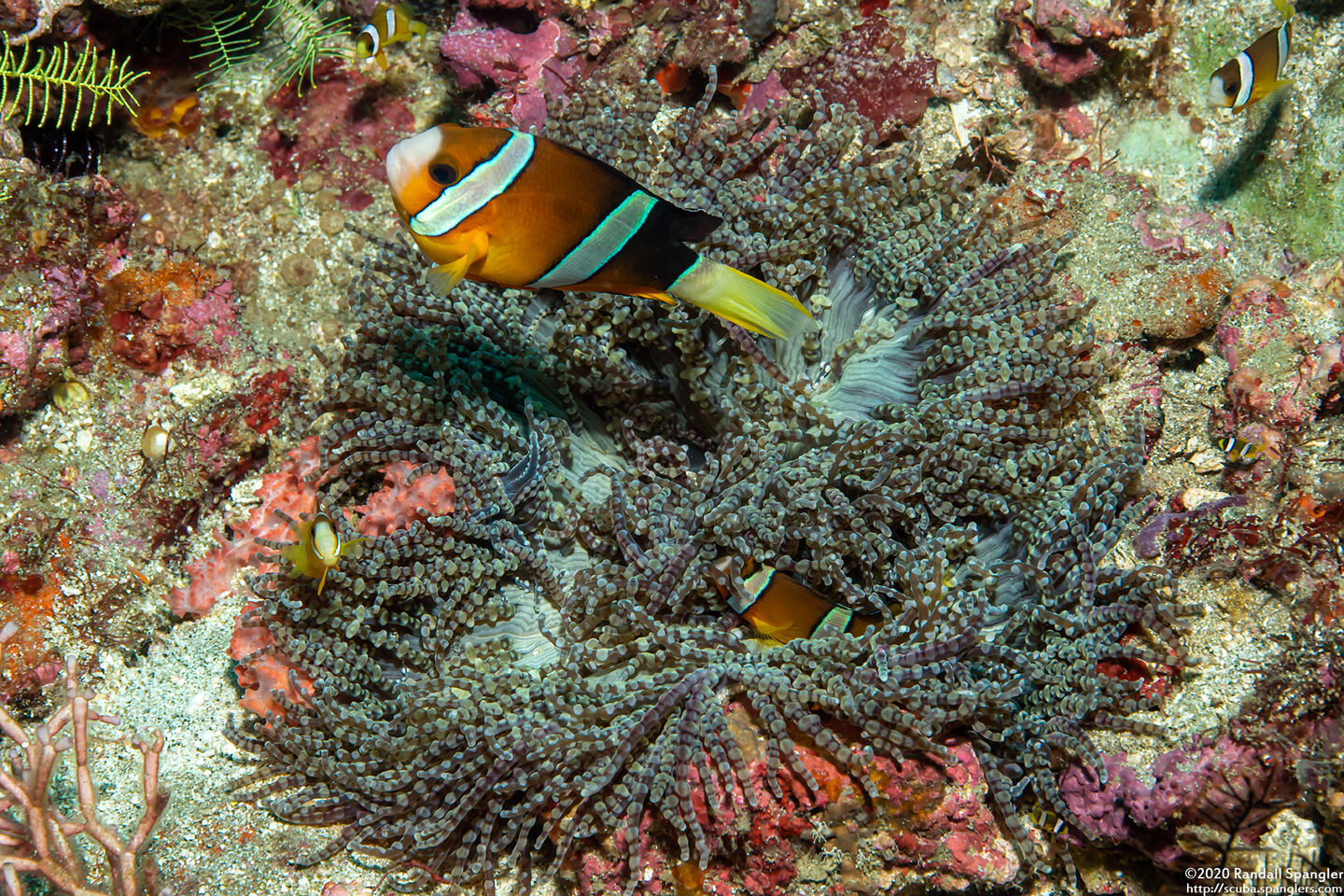 Amphiprion clarkii (Clark's Anemonefish)