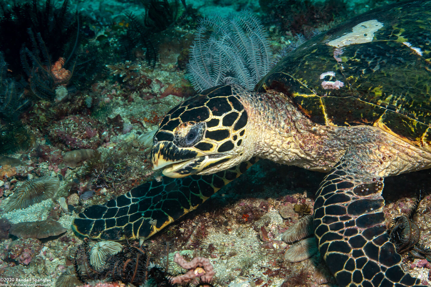 Eretmochelys imbricata (Hawksbill Turtle)