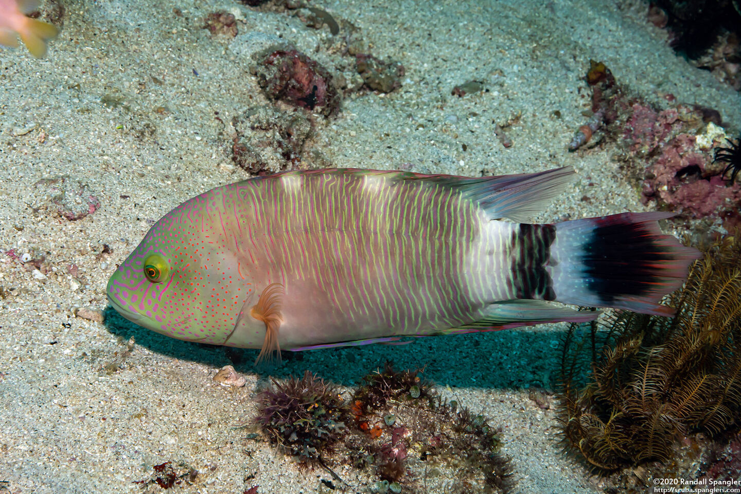 Cheilinus trilobatus (Tripletail Wrasse)