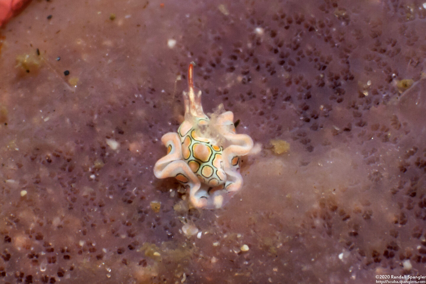 Sagaminopteron psychedelicum (Psychedelic Batwing Slug)