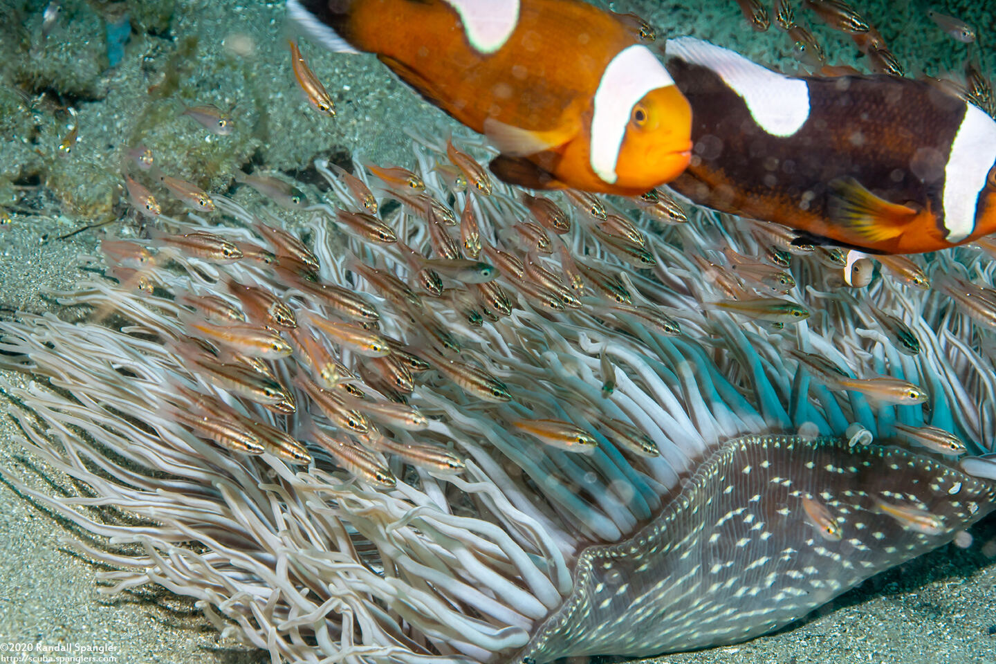 Macrodactyla doreensis (Corkscrew Tentacle Sea Anemone)