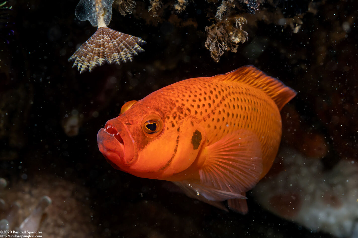 Pseudochromis moorei (Yellow Dottyback)