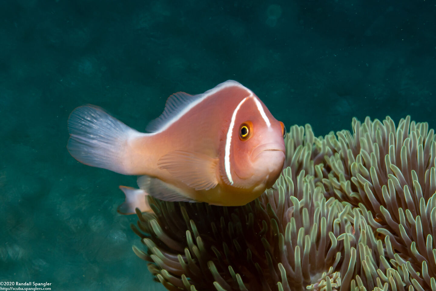 Amphiprion perideraion (Pink Anemonefish)