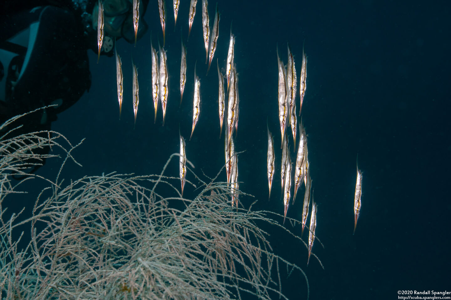 Centriscus scutatus (Rigid Shrimpfish)