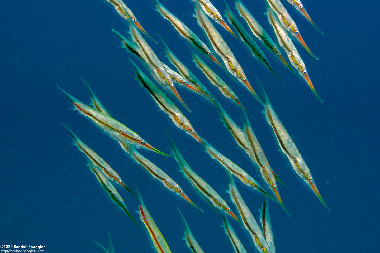 Centriscus scutatus (Rigid Shrimpfish)