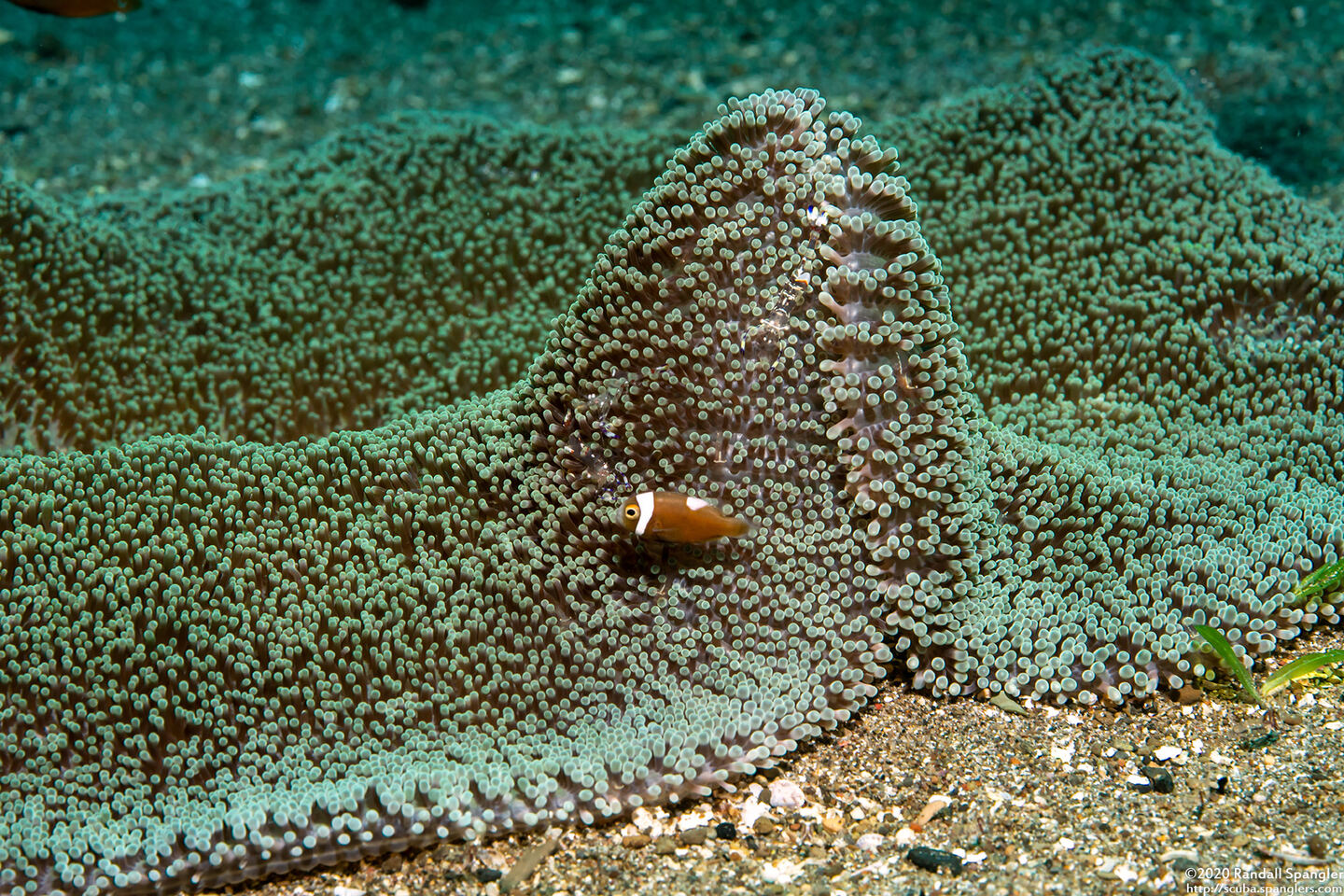 Amphiprion polymnus (Saddleback Anemonefish)