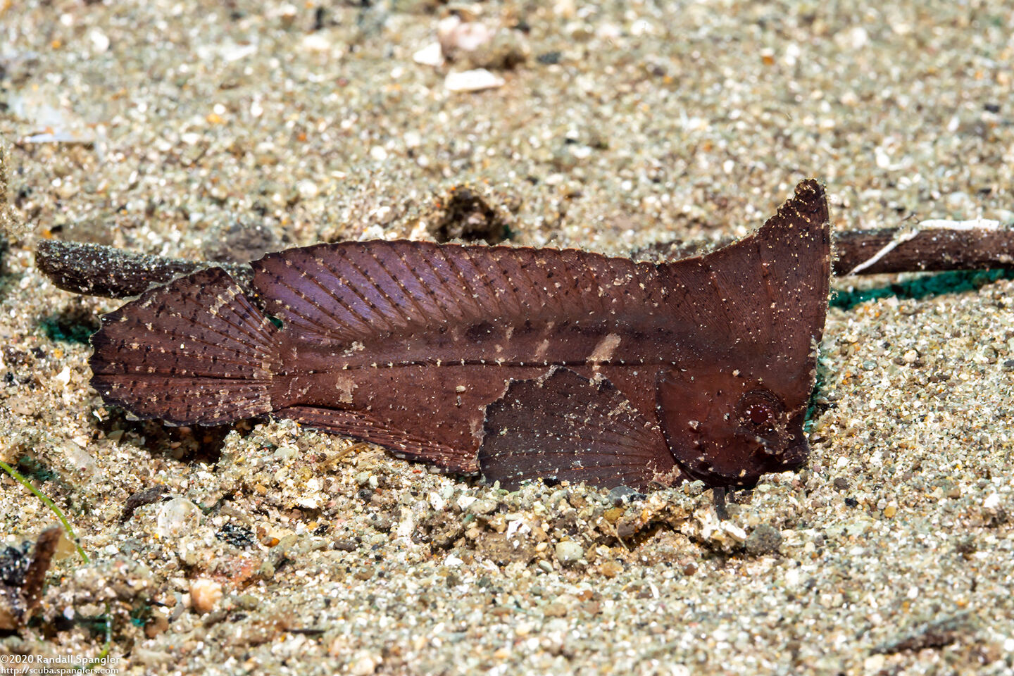 Ablabys macracanthus (Spiny Waspfish)