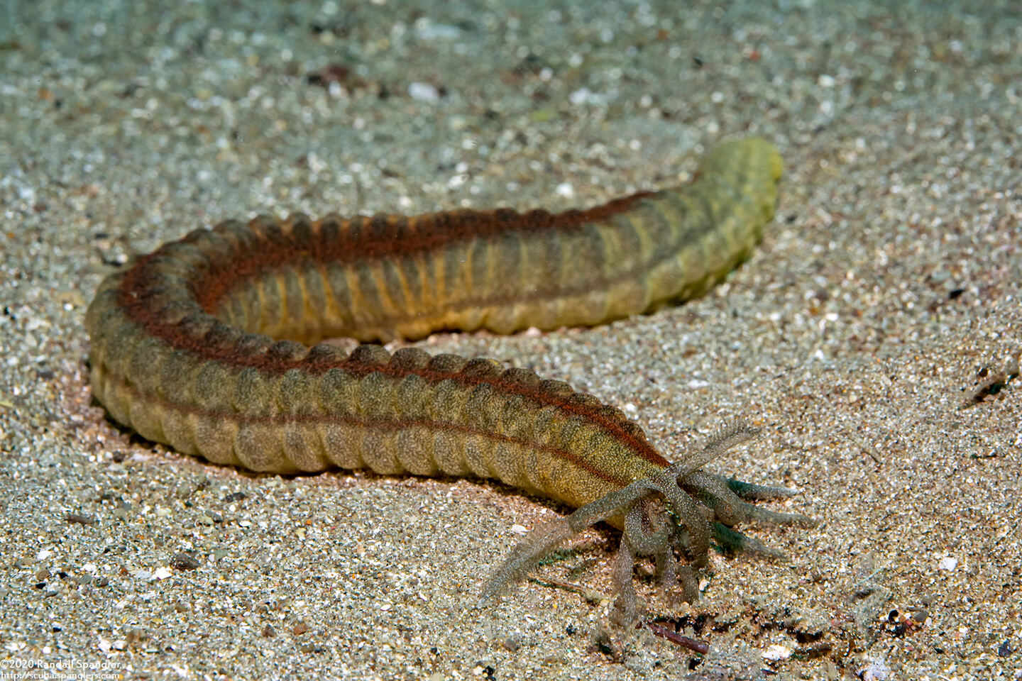 Opheodesoma spectabilis (Conspicuous Sea Cucumber)