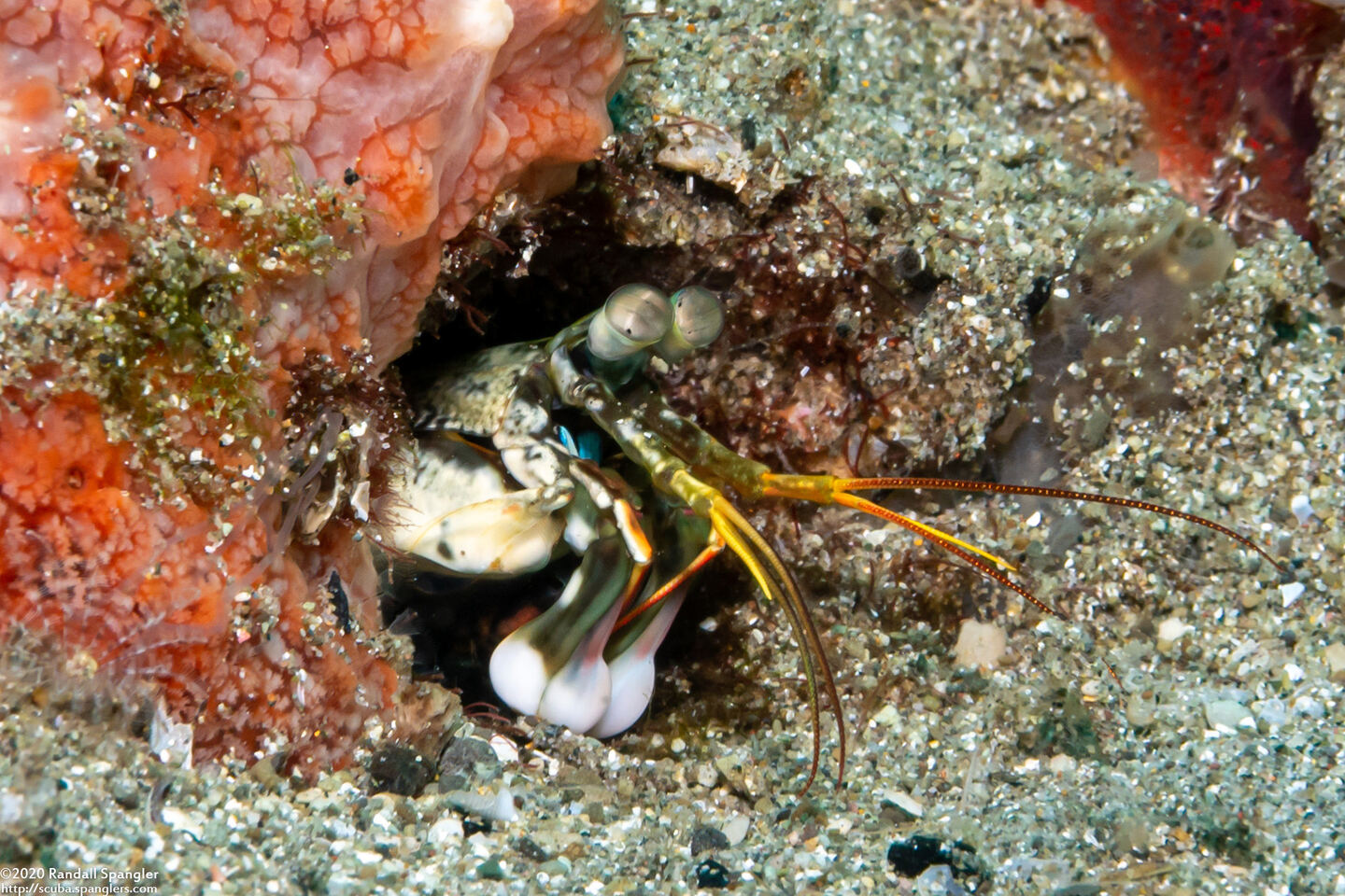 Haptosquilla stoliura (Blue Spot Mantis)