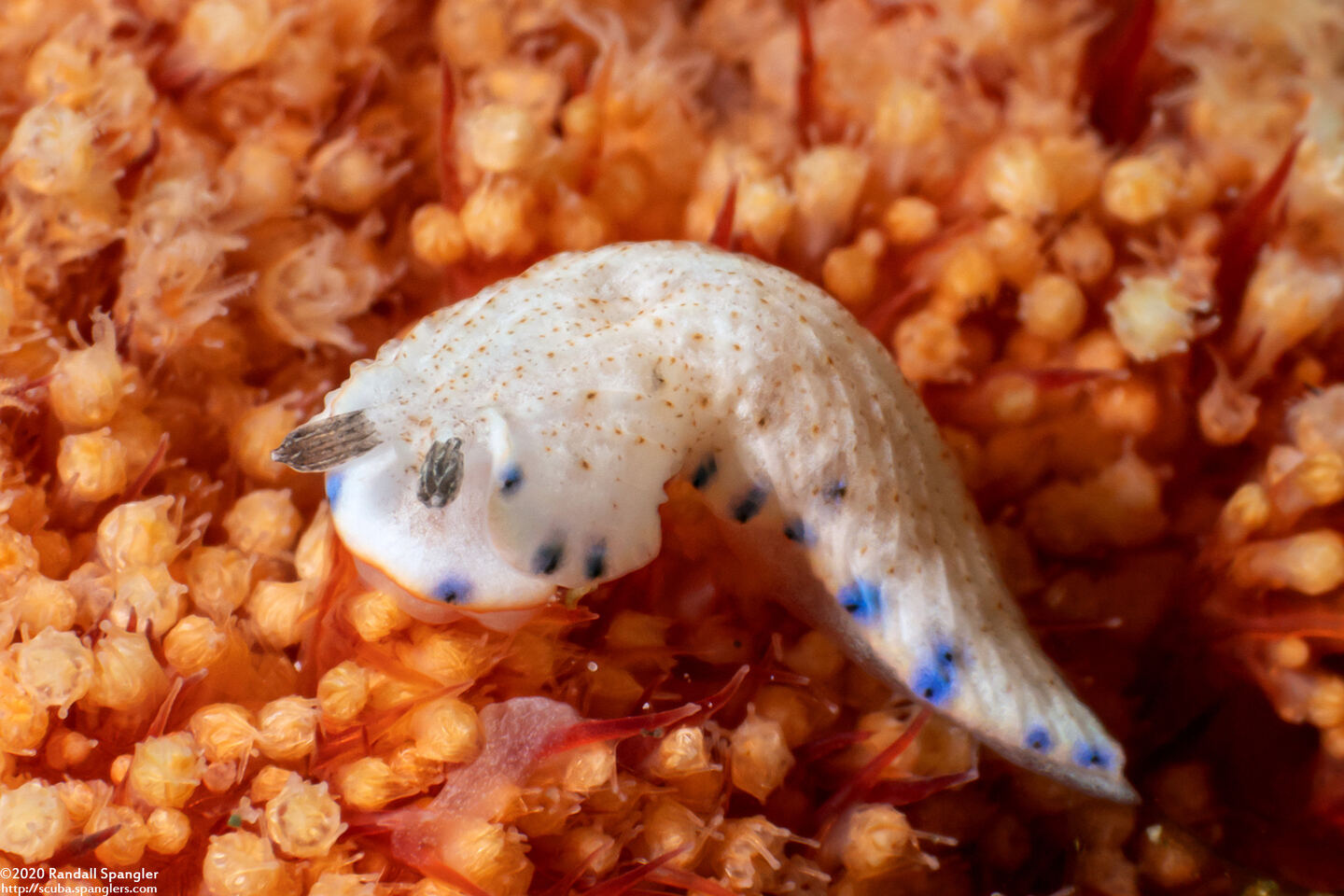 Dermatobranchus caeruleomaculatus (Blue-Spotted Dermatobranchus)