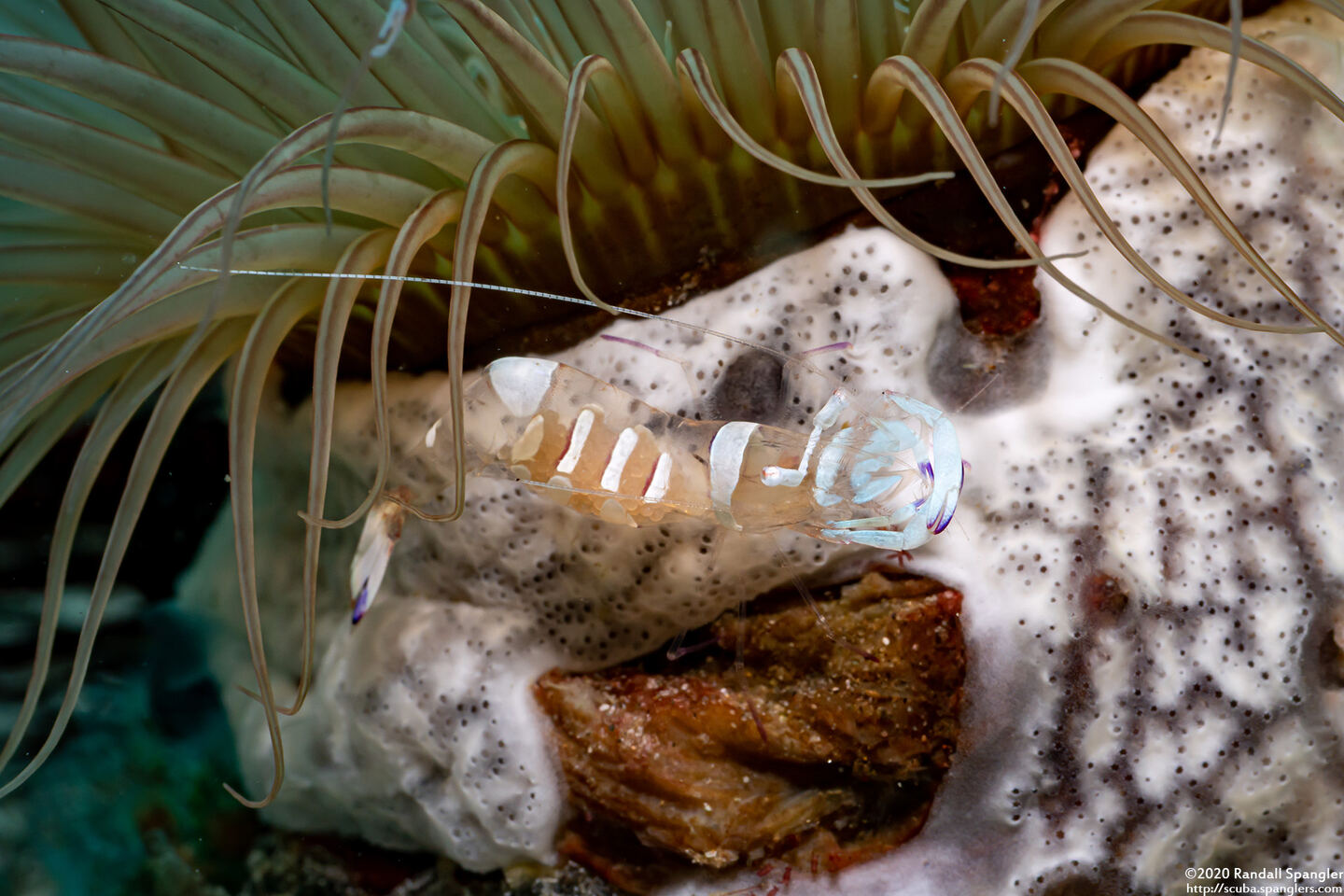 Ancylomenes magnificus (Magnificent Anemone Shrimp)