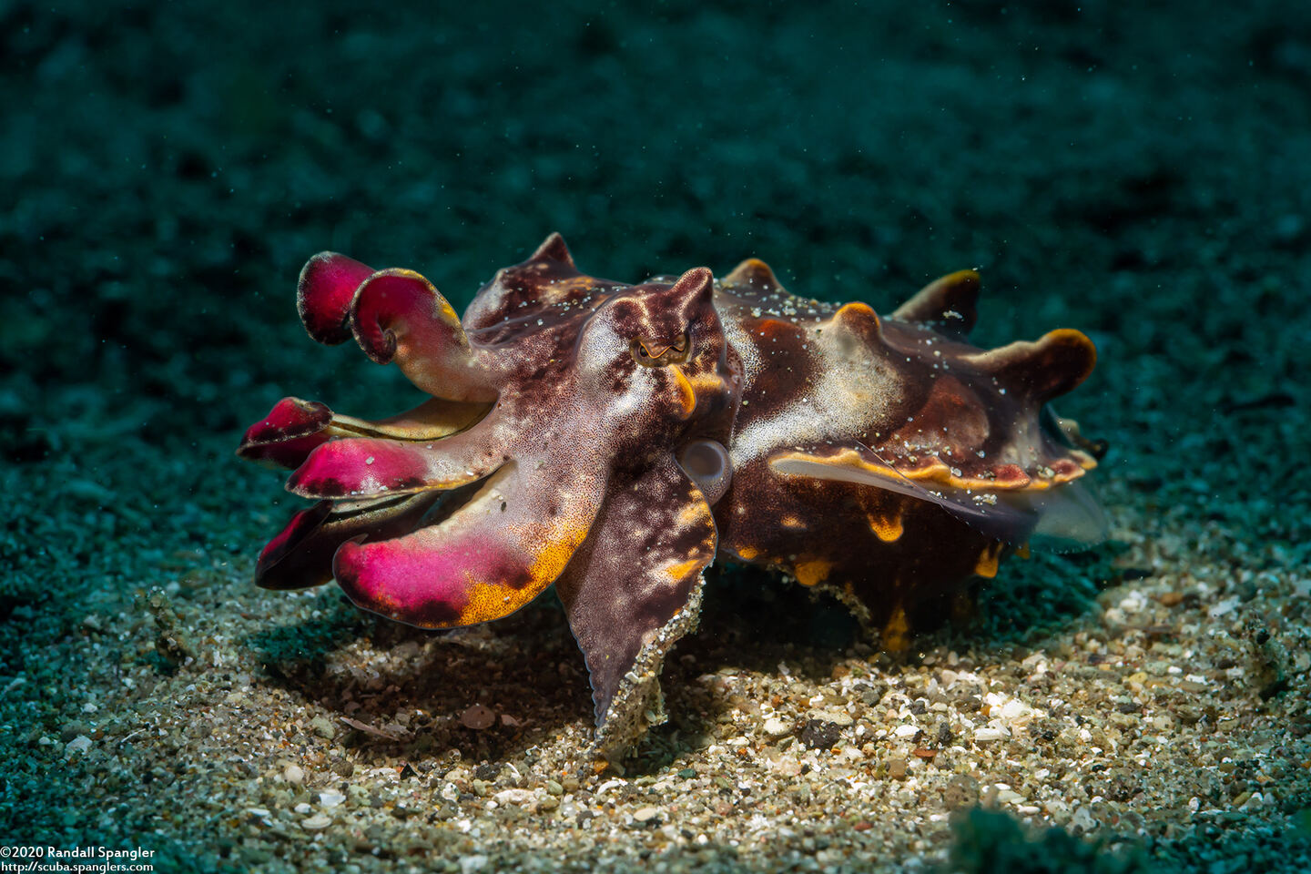 Metasepia pfefferi (Flamboyant Cuttlefish)