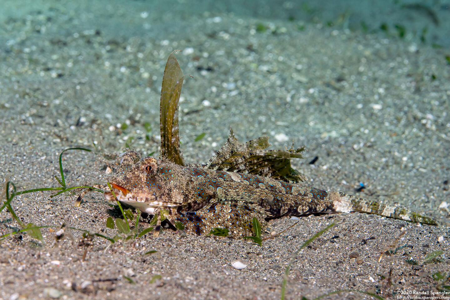Dactylopus kuiteri (Orange & Black Dragonet)
