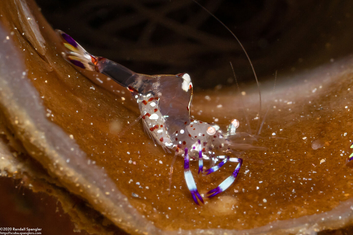 Ancylomenes holthuisi (Holthuis' Anemone Shrimp)