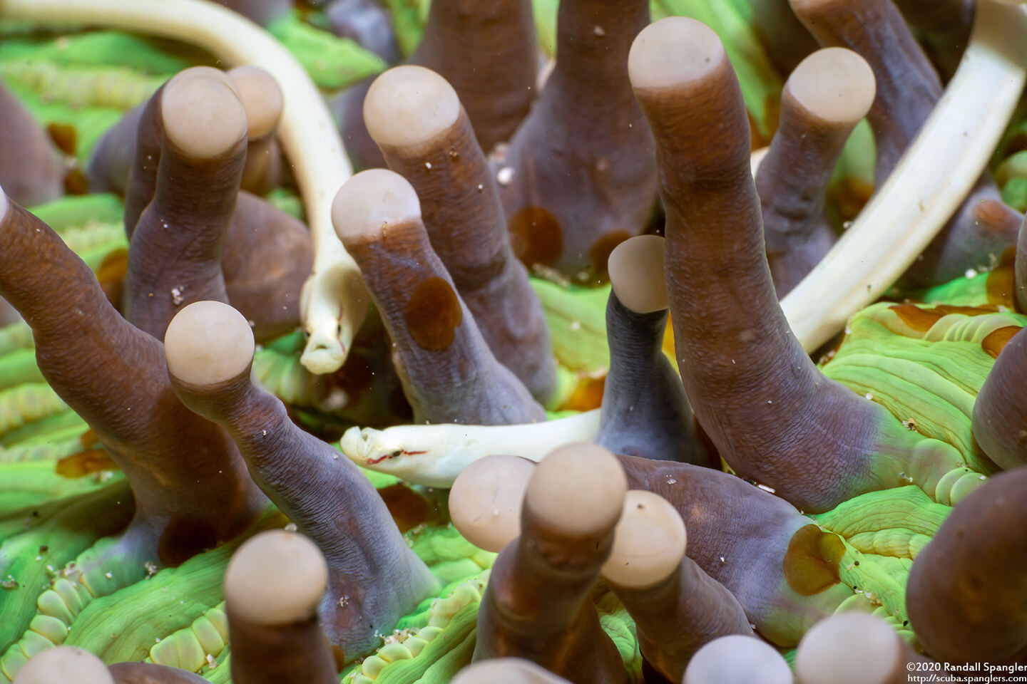 Siokunichthys nigrolineatus (Mushroom Coral Pipefish)