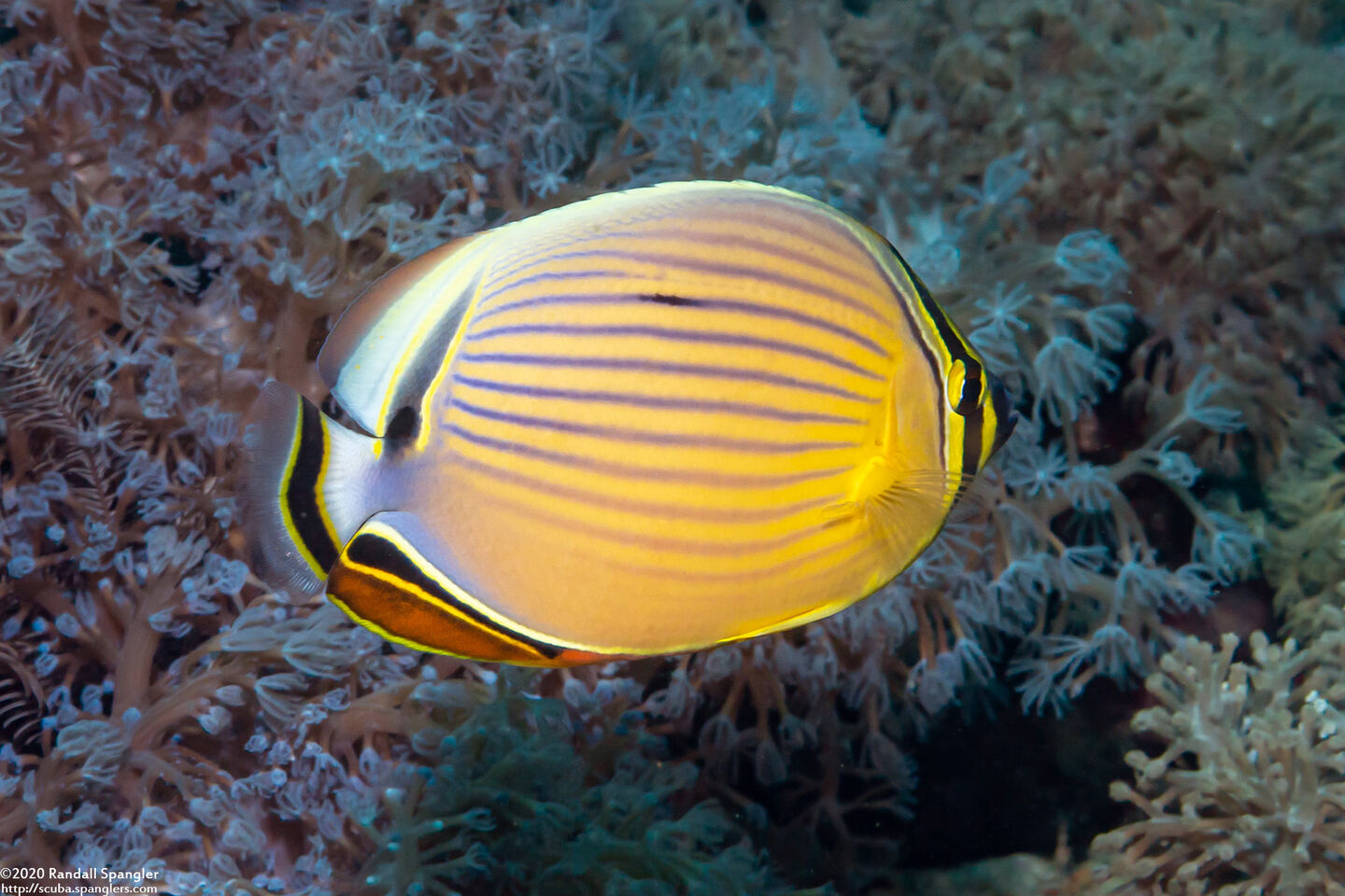 Chaetodon lunulatus (Redfin Butterflyfish)