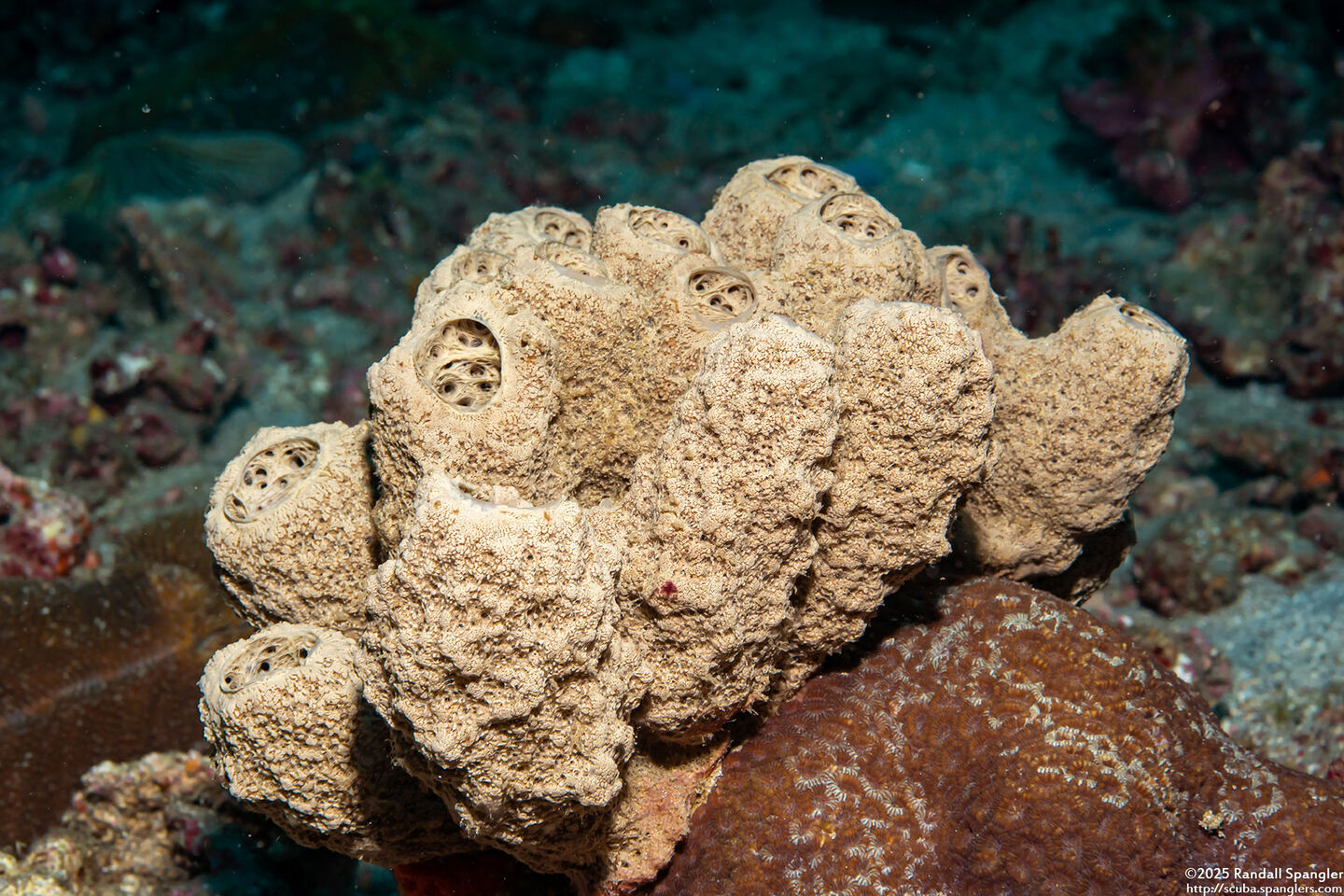 Liosina granularis (Lumpy Tube Sponge)
