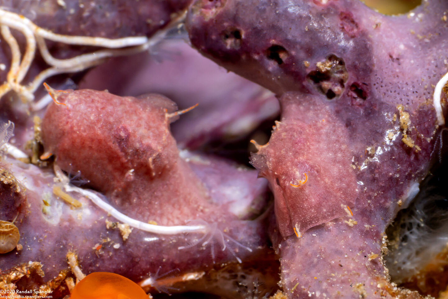 Sagaminopteron sp.1 (Sagaminopteron sp.1)