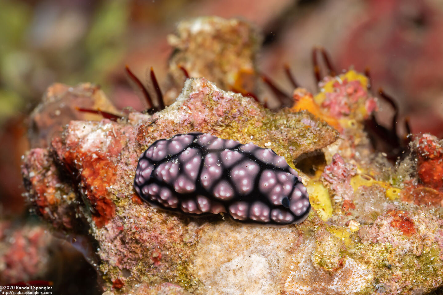 Phyllidiella pustulosa (Pustulose Phyllidia)